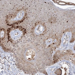 Nucleoplasmin-3 Antibody, Novus Biologicals 25 &mu;L | Buy Online | Novus Biologicals | Fisher Scientific